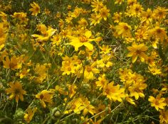 Engelmann Daisy - Eldorado
